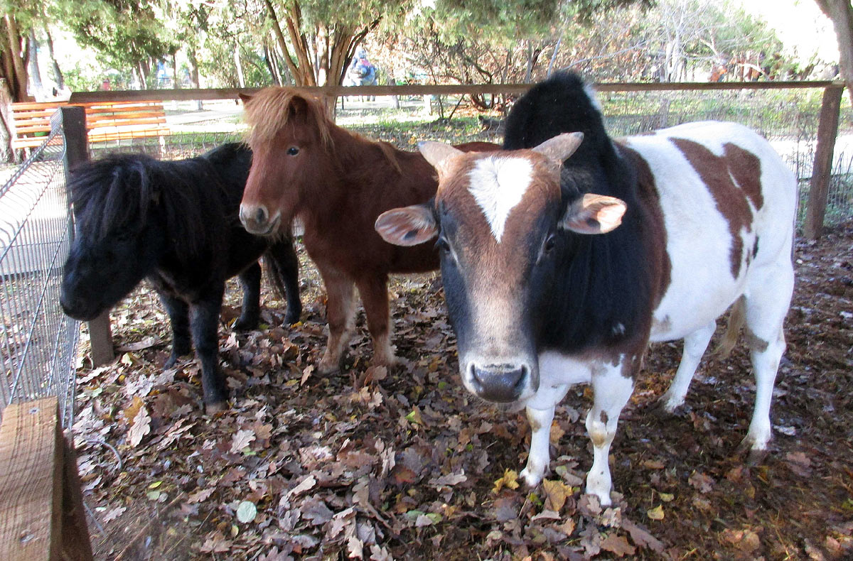 Евпаторийская здравница :: Новости » Экология » К быку на рога